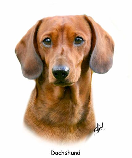 Dachshund 9Y151D-281_2.jpg